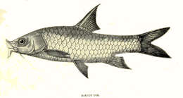 Image of mahseer