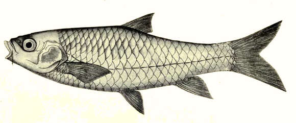 Image of mahseer