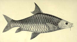 Image of mahseer