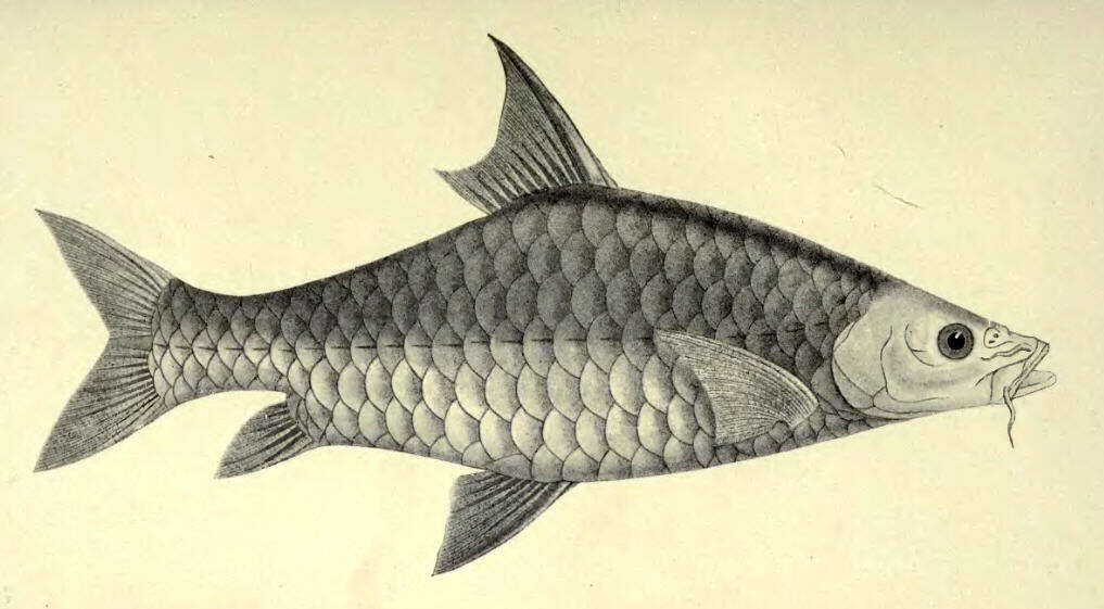 Image of mahseer