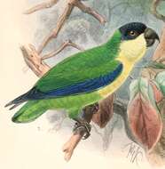 Image of Blue-fronted Fig-parrot