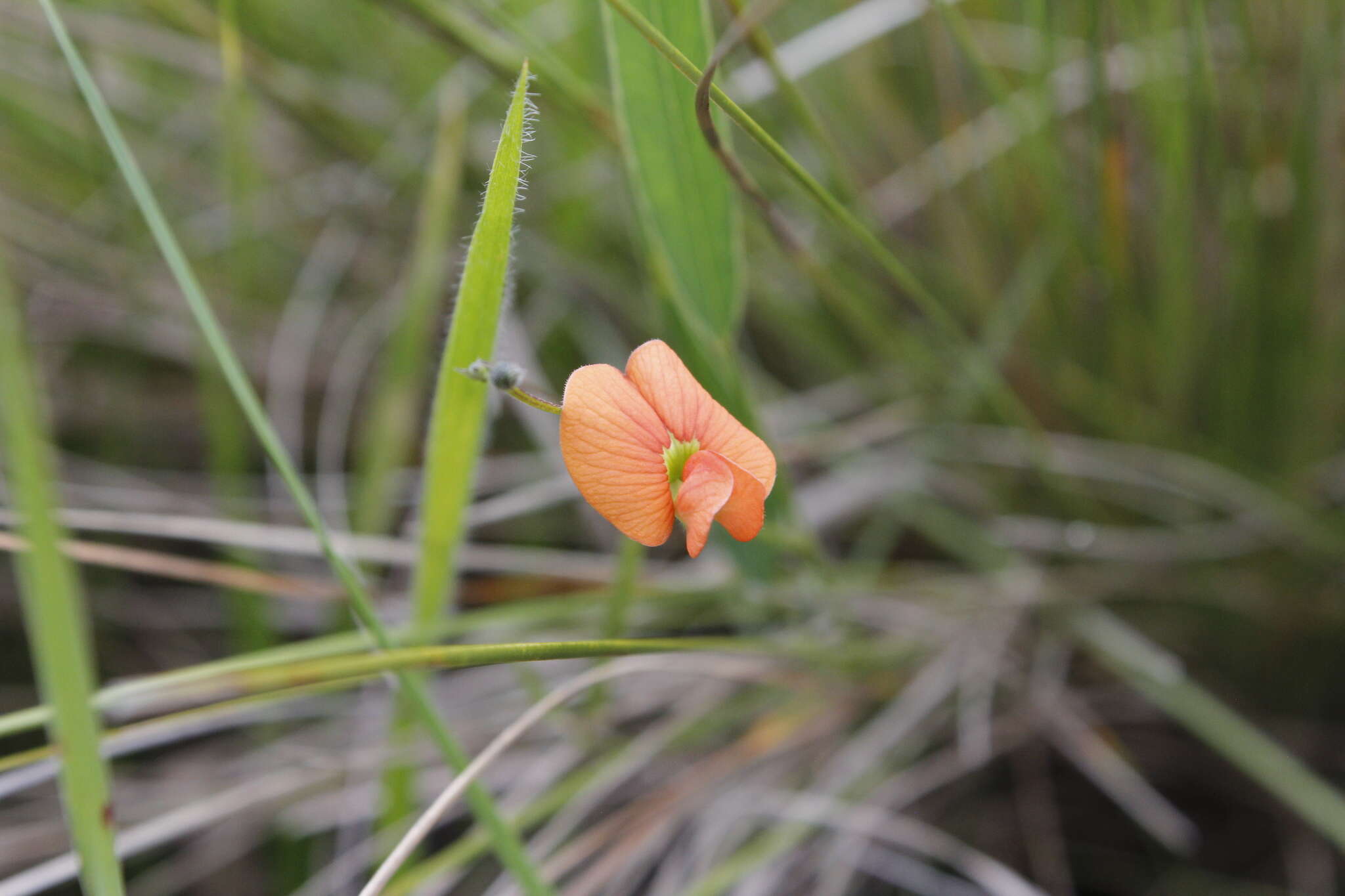 Image of Tephrosia marginella H. M. L. Forbes