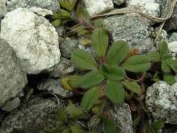 Image of Myosotis lyallii subsp. lyallii