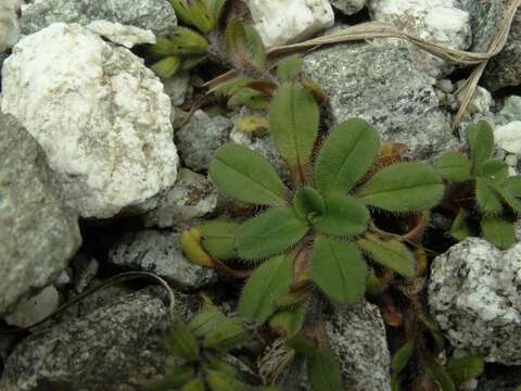 Imagem de Myosotis lyallii subsp. lyallii