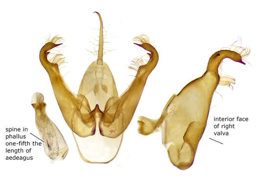 Image of Cisthene picta (Barnes & McDunnough 1918)