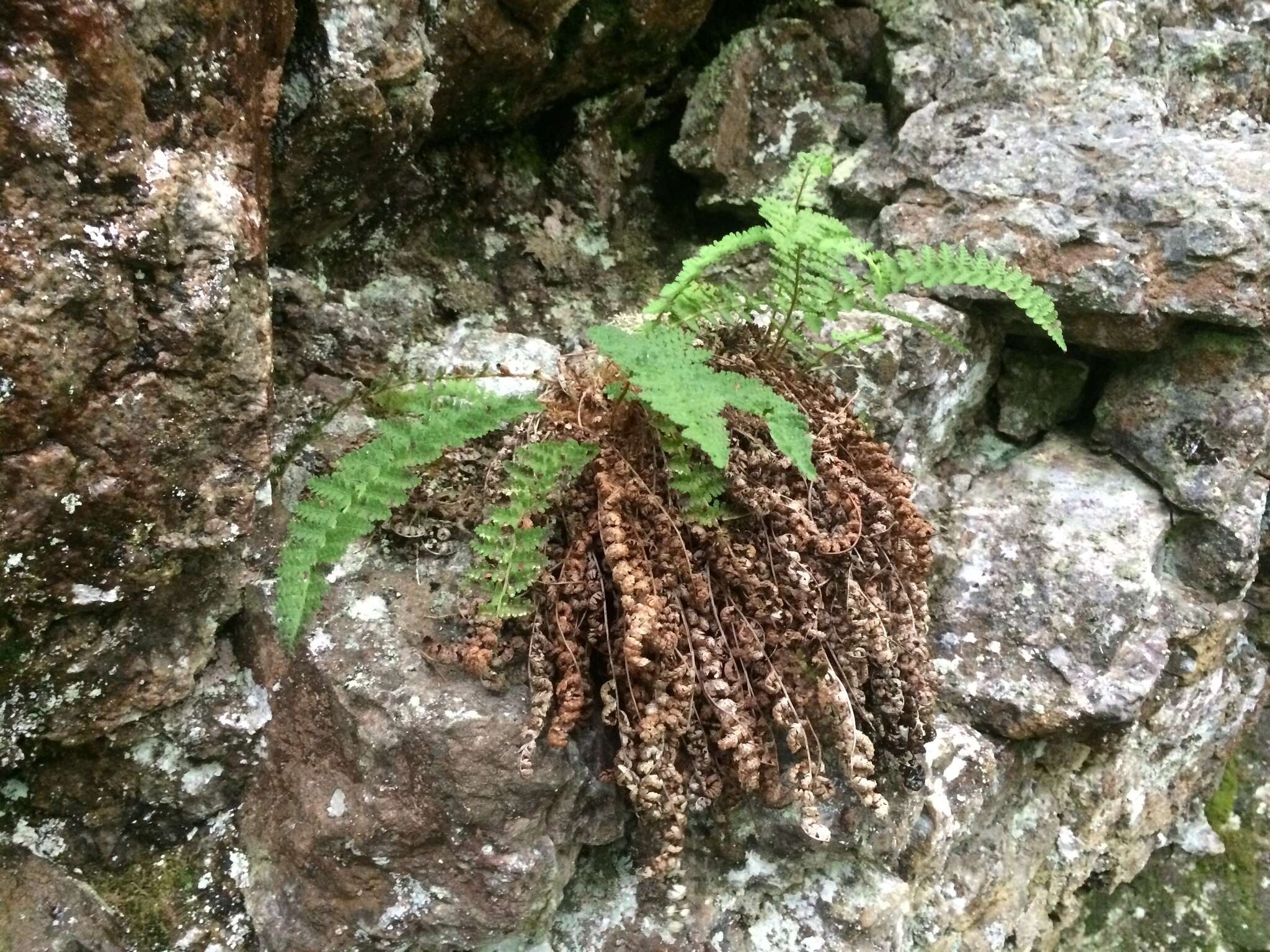 Imagem de Dryopteris fragrans (L.) Schott