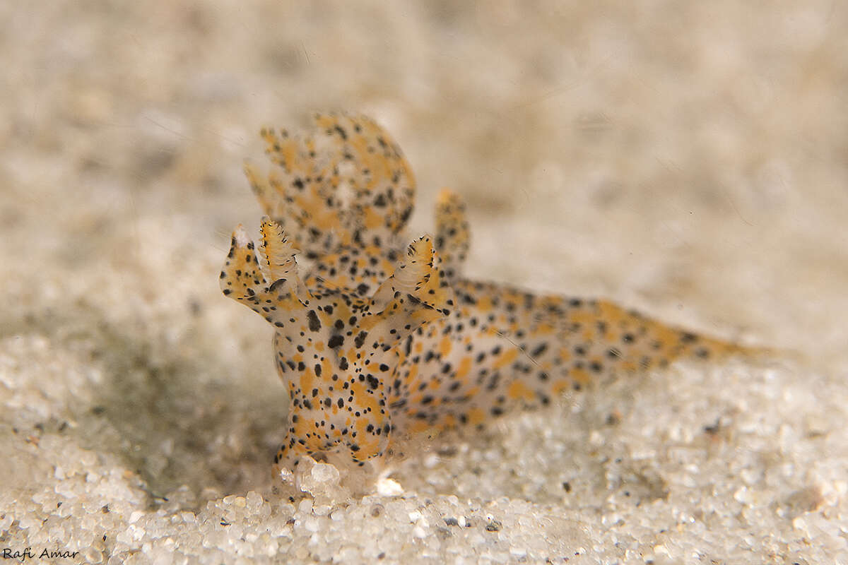 Image of Sea slug