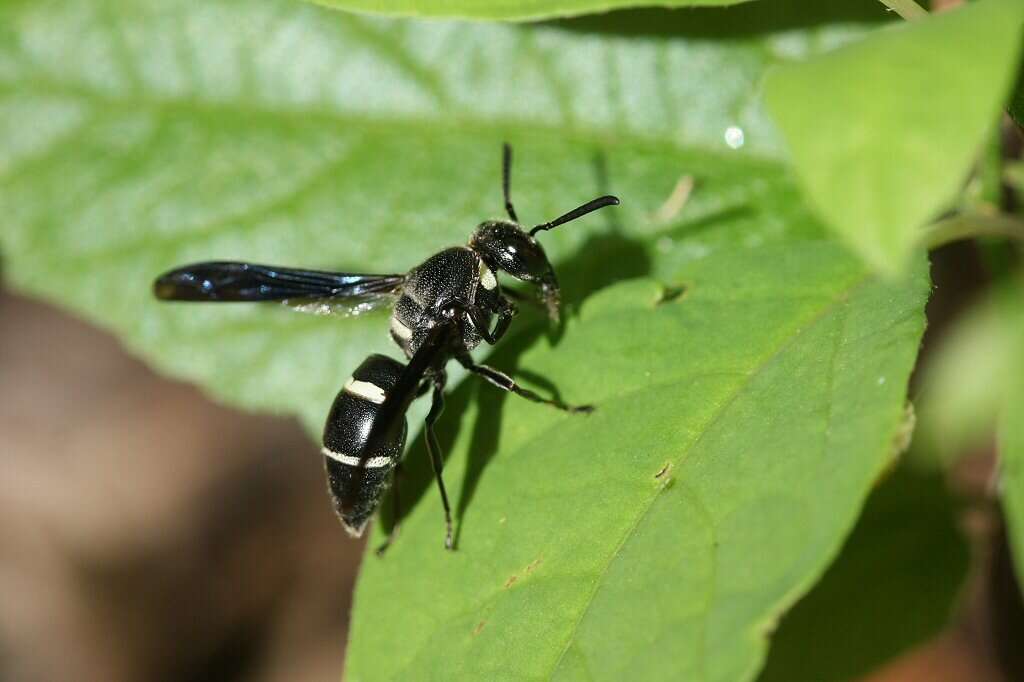 Euodynerus megaera (Lepeletier 1841)的圖片