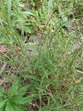 Imagem de Muhlenbergia schreberi J. F. Gmel.