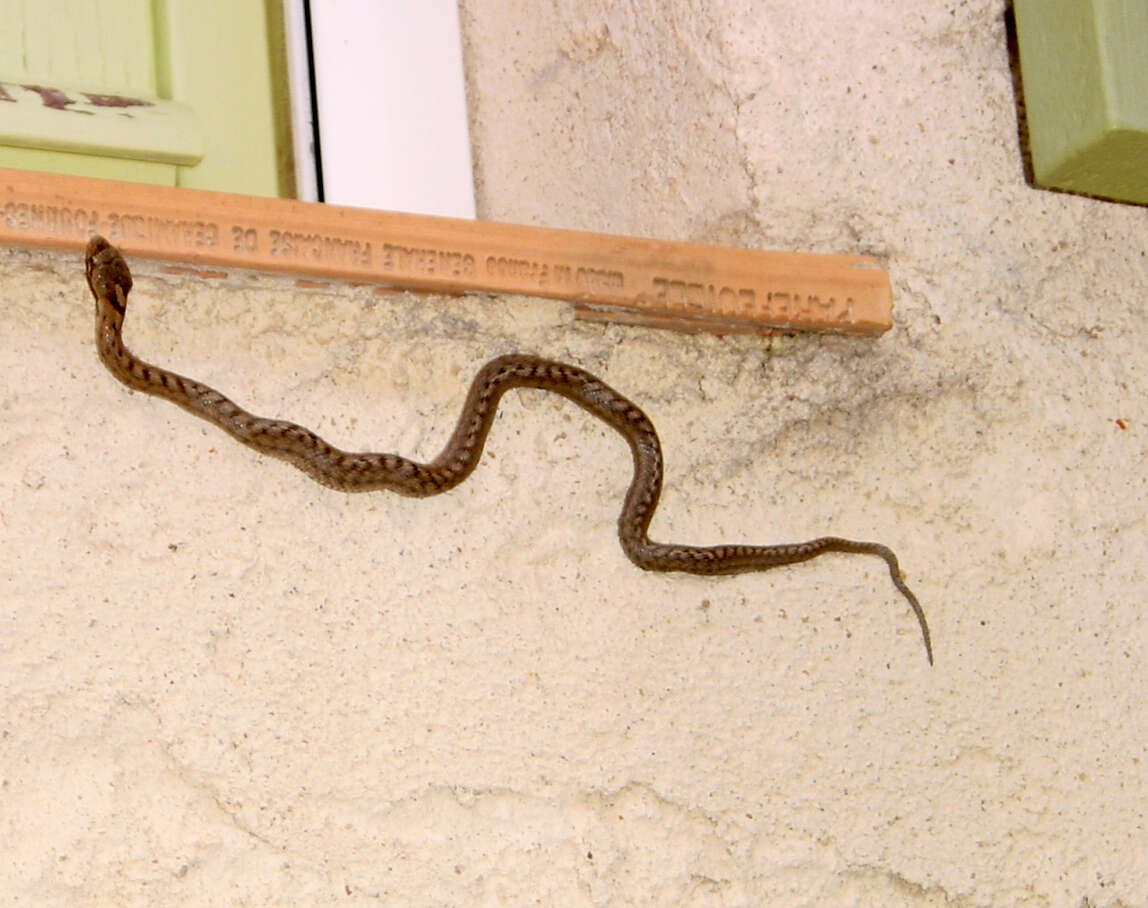 Image of Southern Smooth Snake