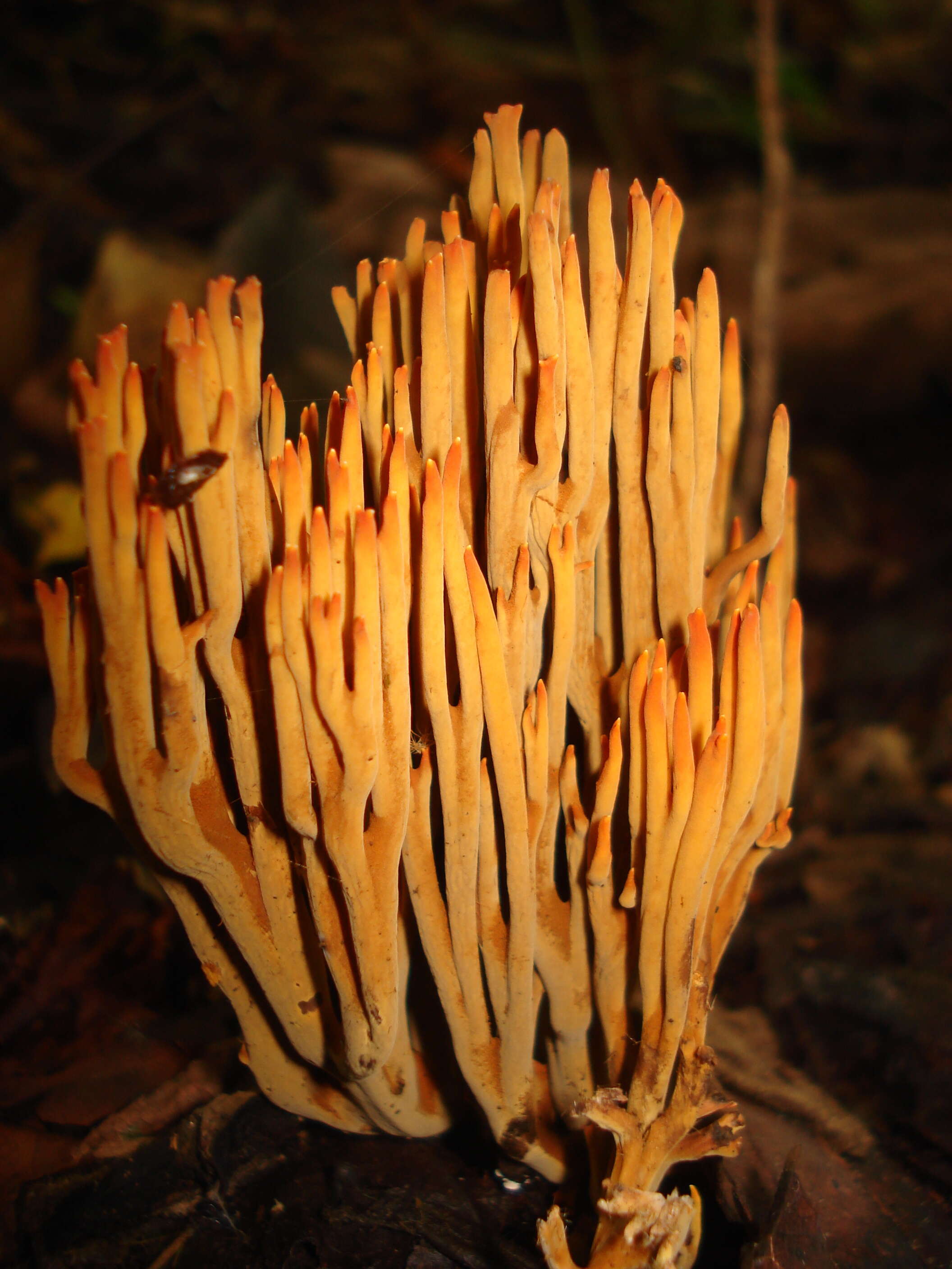 Слика од Phaeoclavulina cokeri (R. H. Petersen) Giachini 2011