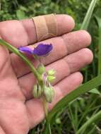 Image of longbract spiderwort