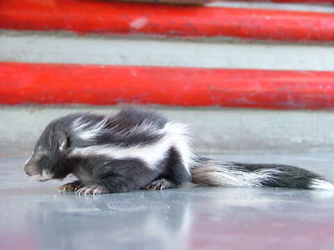 Image of Hooded and Striped Skunks