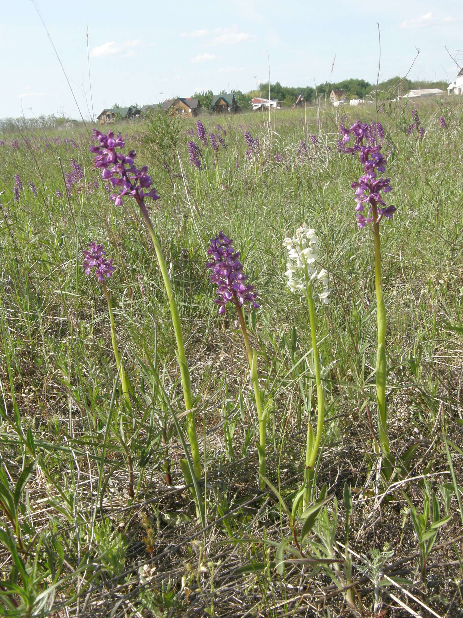 Image of Anacamptis morio subsp. picta (Loisel.) Jacquet & Scappat.