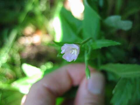 Epilobium montanum L. resmi