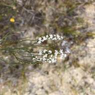 Image of coastal jointweed