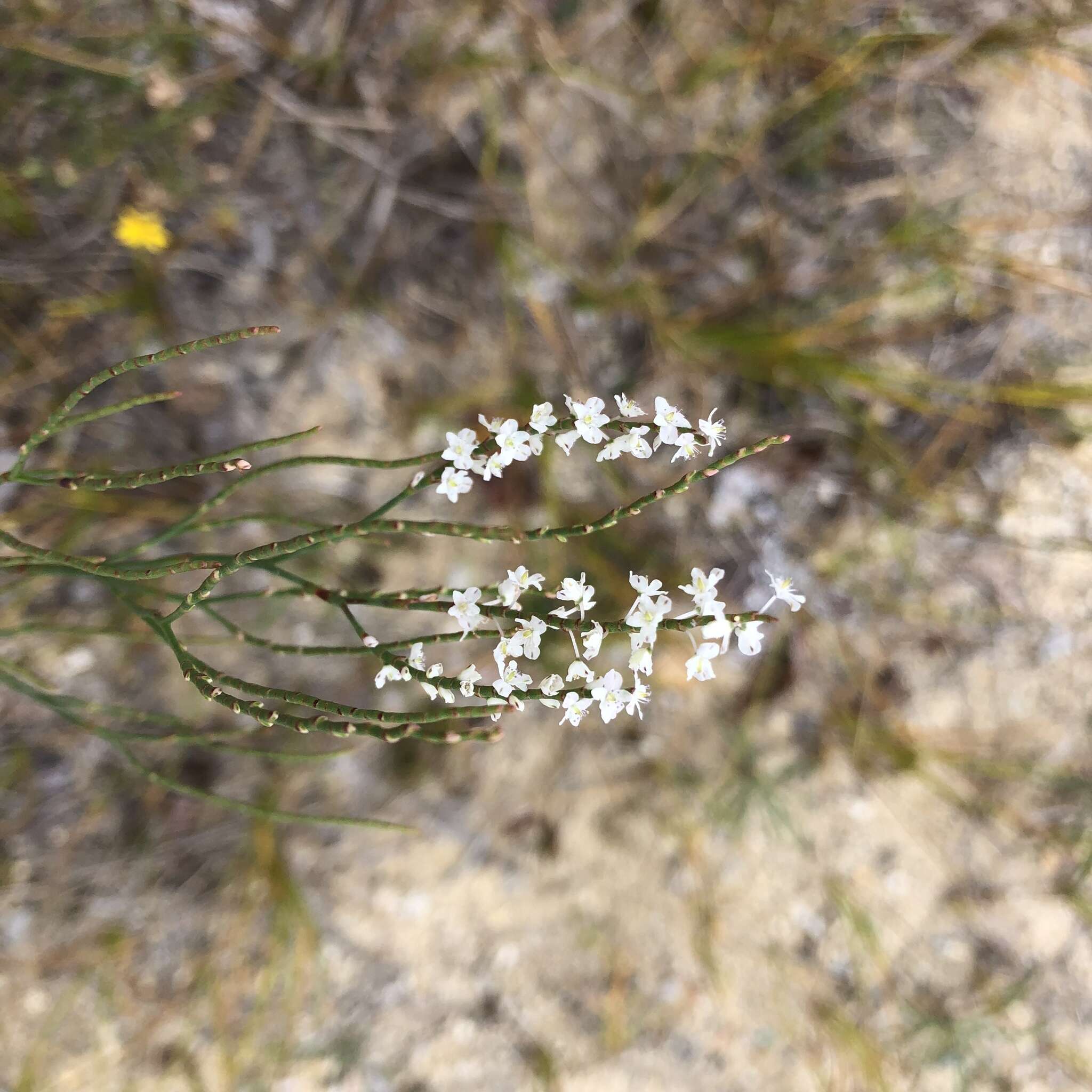 Image of coastal jointweed