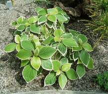 Image de Acalypha wilkesiana Müll. Arg.