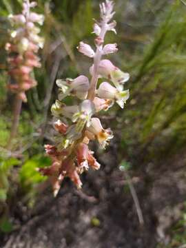 Image of Lachenalia variegata W. F. Barker