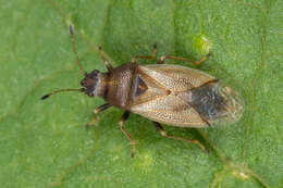 Image of Cymus aurescens Distant & W. L. 1883