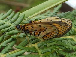 Image of <i>Acraea <i>rahira</i></i> rahira