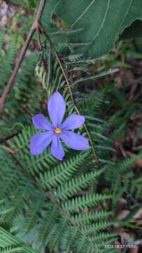 Image of Cobana guatemalensis (Standl.) Ravenna