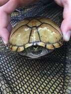 Image of Mississippi mud turtle