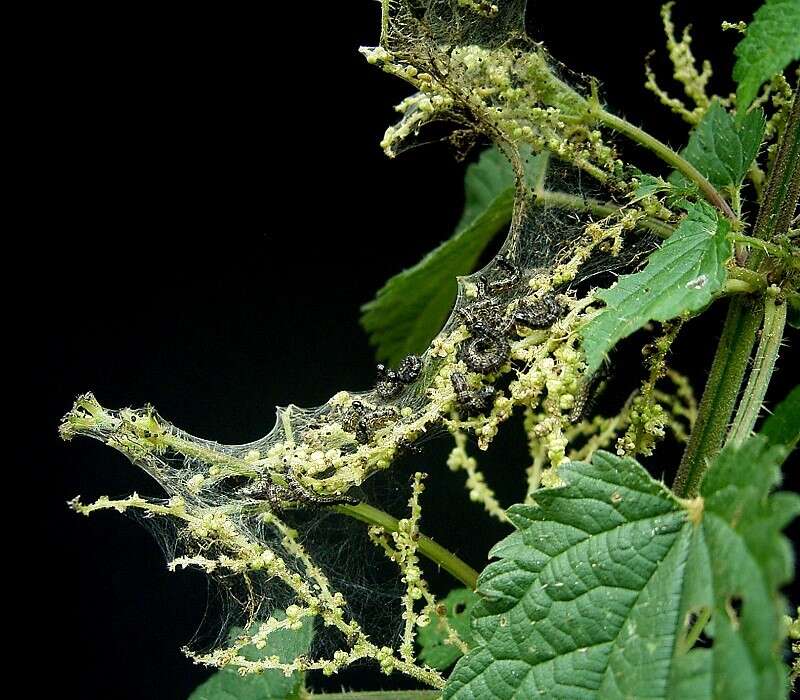 Image of Common Nettle