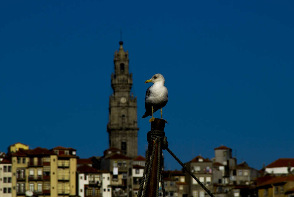 Image of Lesser Black-backed Gull