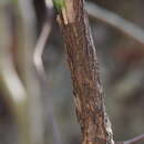 Sivun <i>Cephalotaxus harringtonia</i> kuva