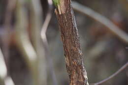 Image of <i>Cephalotaxus harringtonia</i>