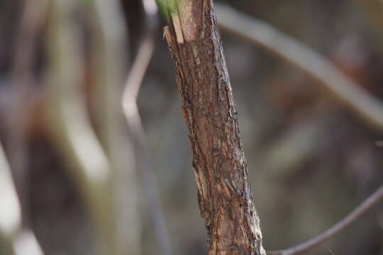 Слика од <i>Cephalotaxus harringtonia</i>