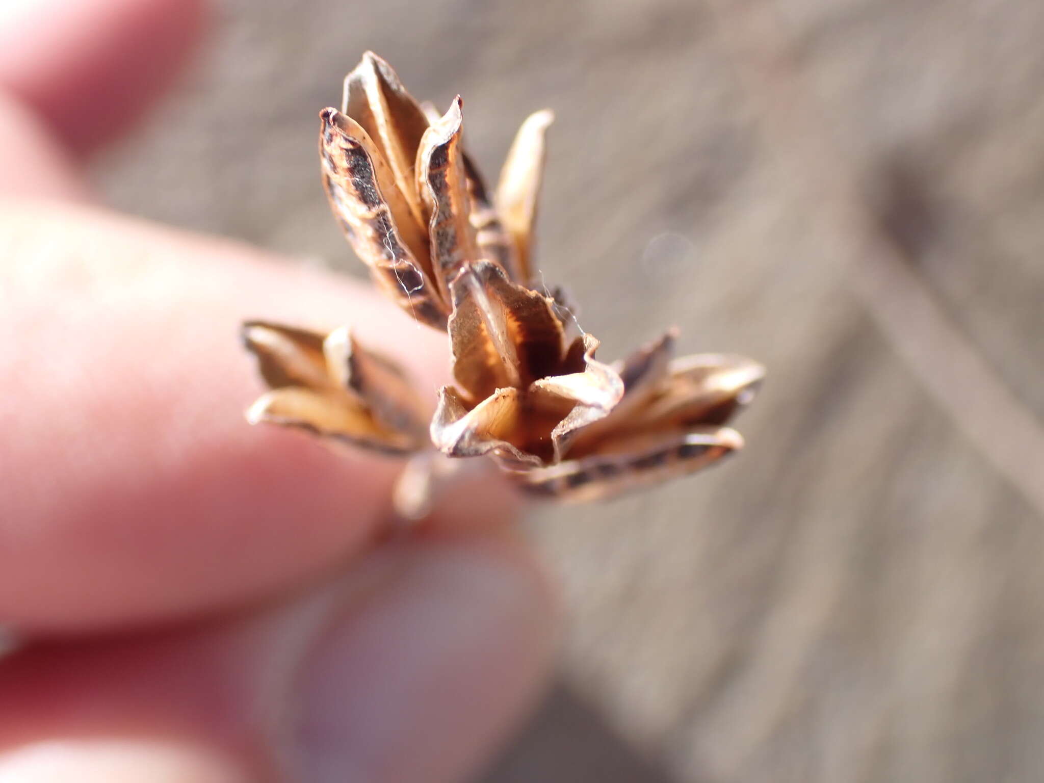 Image of Astroloba bullulata (Jacq.) Uitewaal