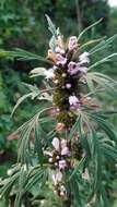 Image of Chinese motherwort