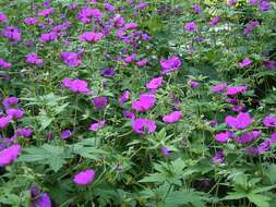 Image of Armenian crane's-bill