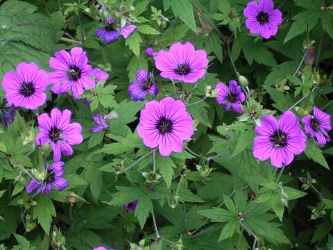 Image of Armenian crane's-bill