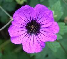 Image of Armenian crane's-bill