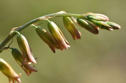 Plancia ëd Dipcadi serotinum (L.) Medik.