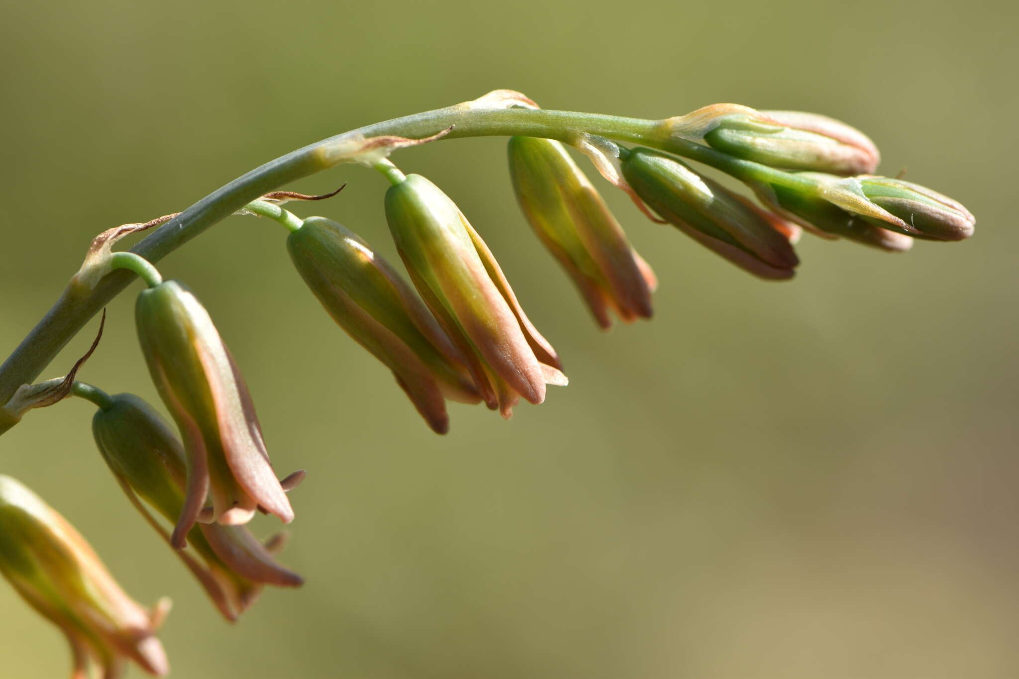 Image of Dipcadi serotinum (L.) Medik.