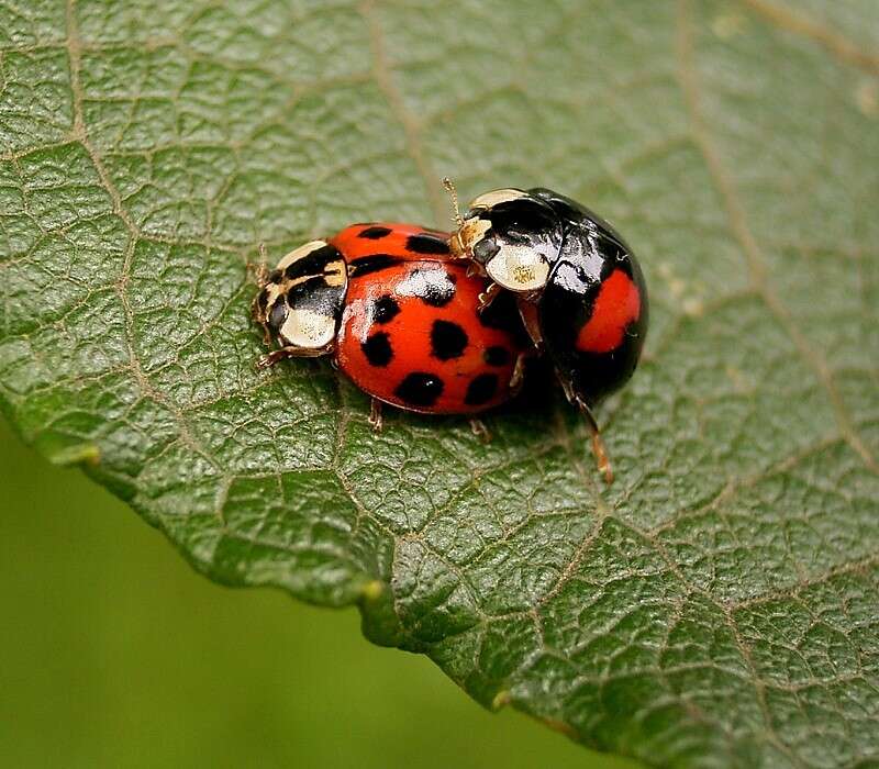 Image of Harmonia axyridis (Pallas 1773)