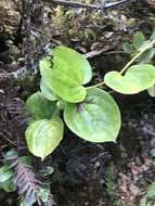 Image de Smilax melastomifolia Sm.