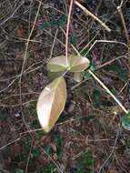 Image de Rhoicissus sessilifolia E. Retief