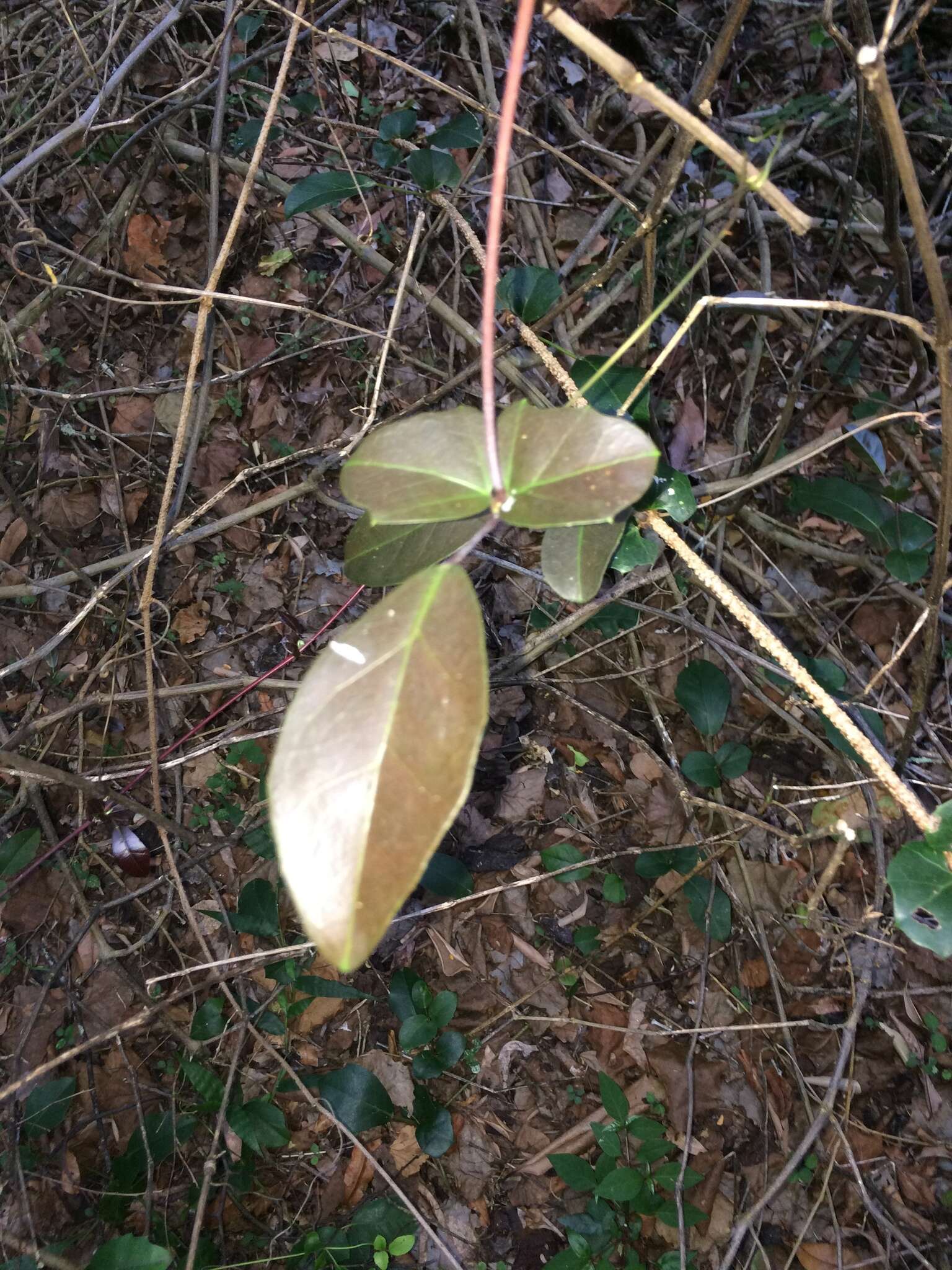 Plancia ëd Rhoicissus sessilifolia E. Retief