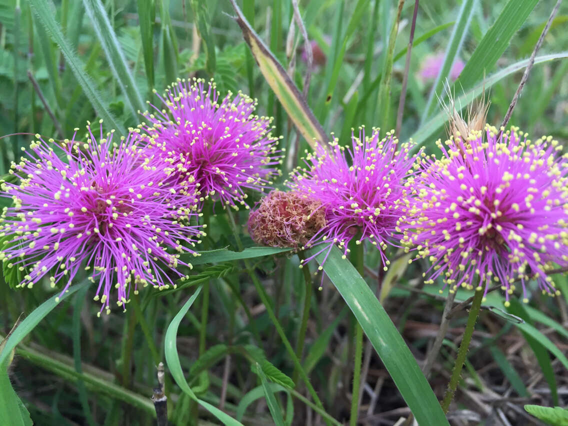 Mimosa quadrivalvis var. platycarpa (A. Gray) Barneby的圖片