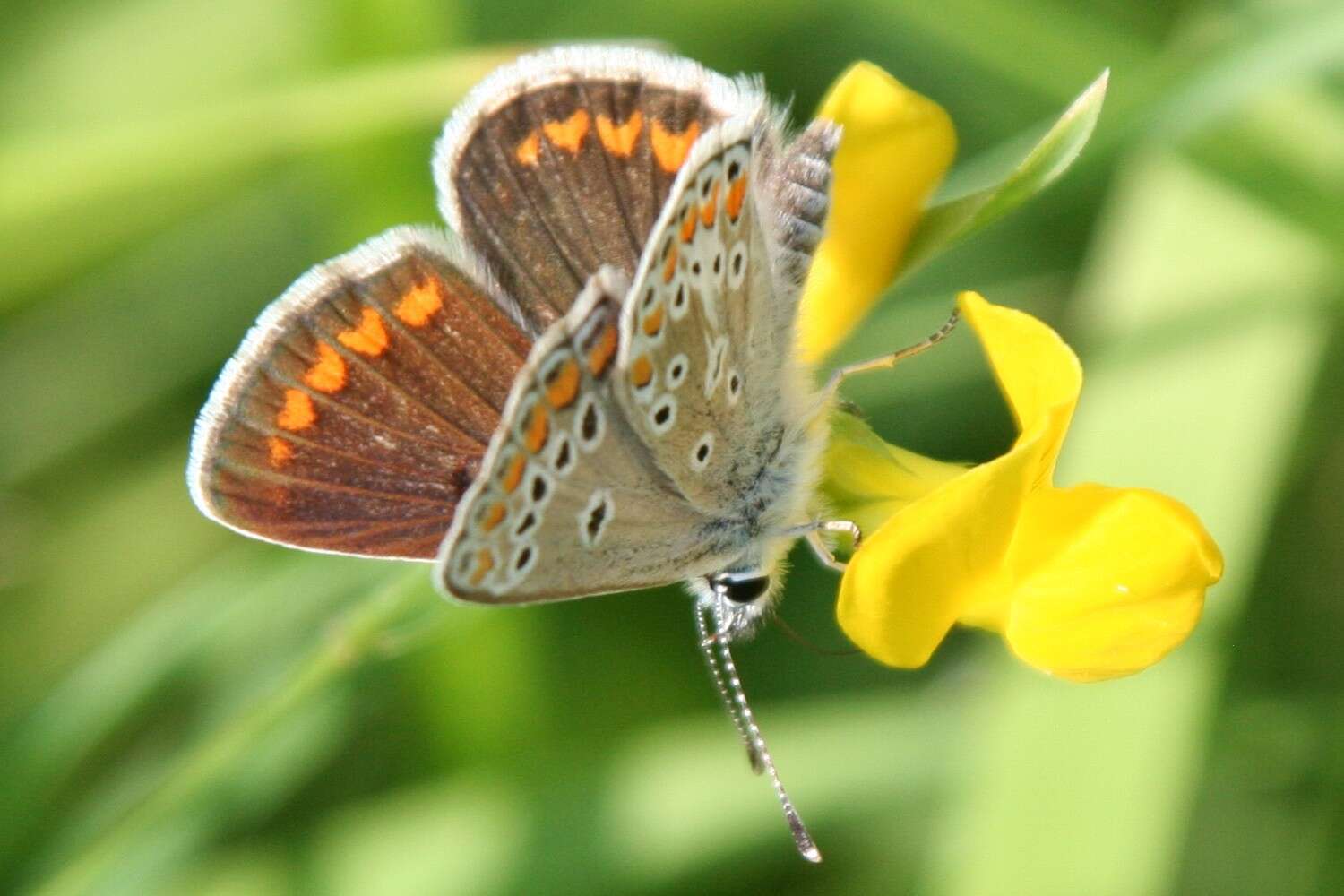 Image of brown argus