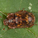 صورة Soronia grisea (Linnaeus 1758)