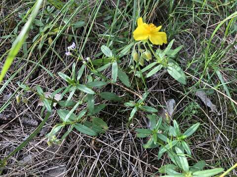 Image of Helianthemum nummularium subsp. obscurum (Celak.) J. Holub