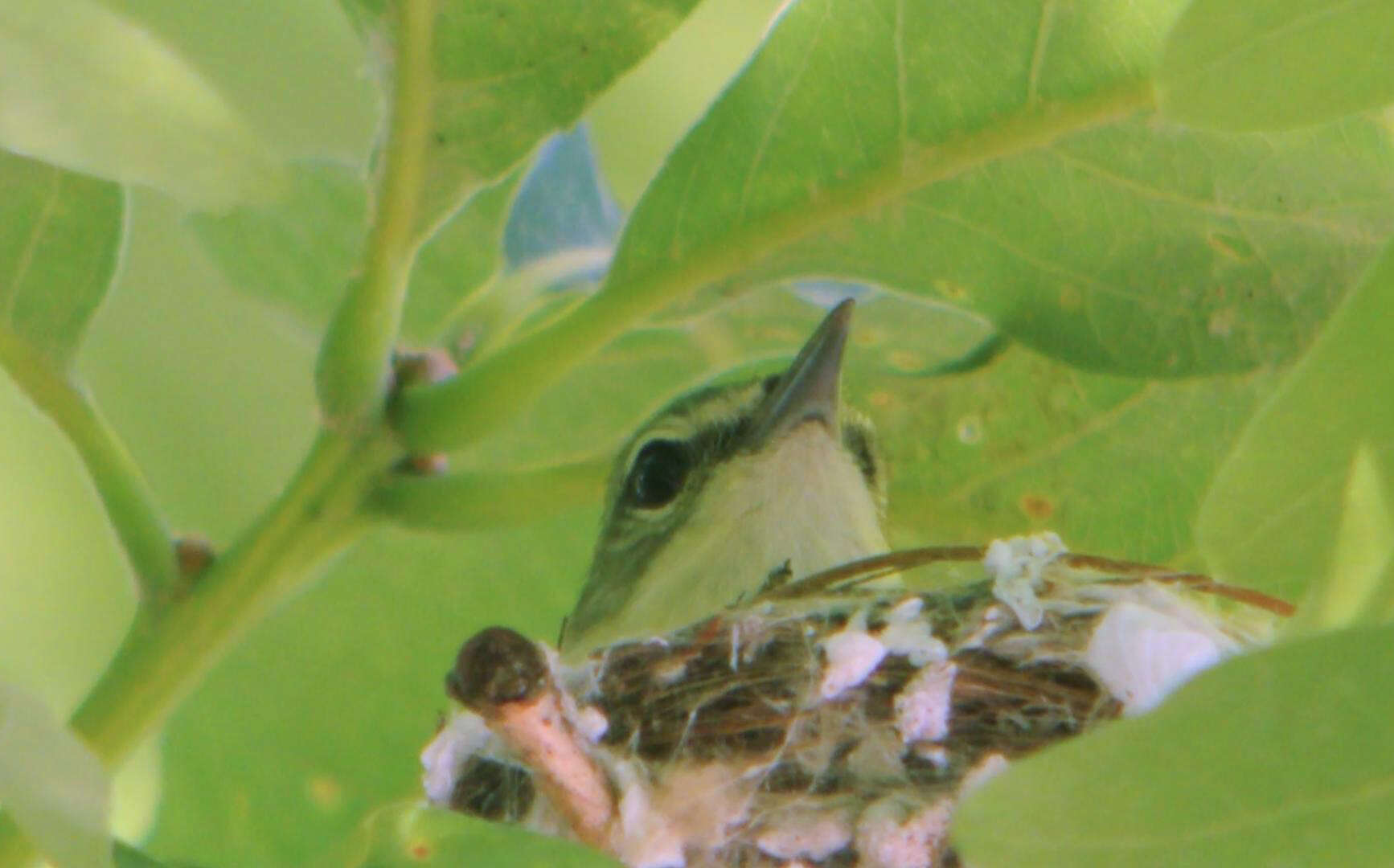 Image of Cerulean Warbler