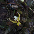 Imagem de Maxillaria picta Hook.