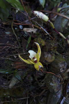 Image of Maxillaria picta Hook.